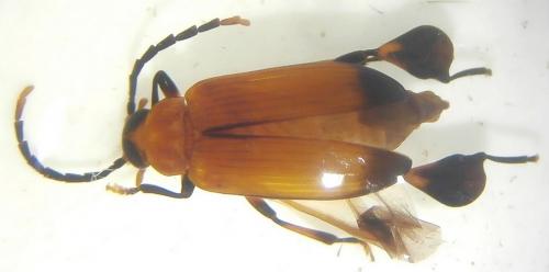 Bratyna sp.